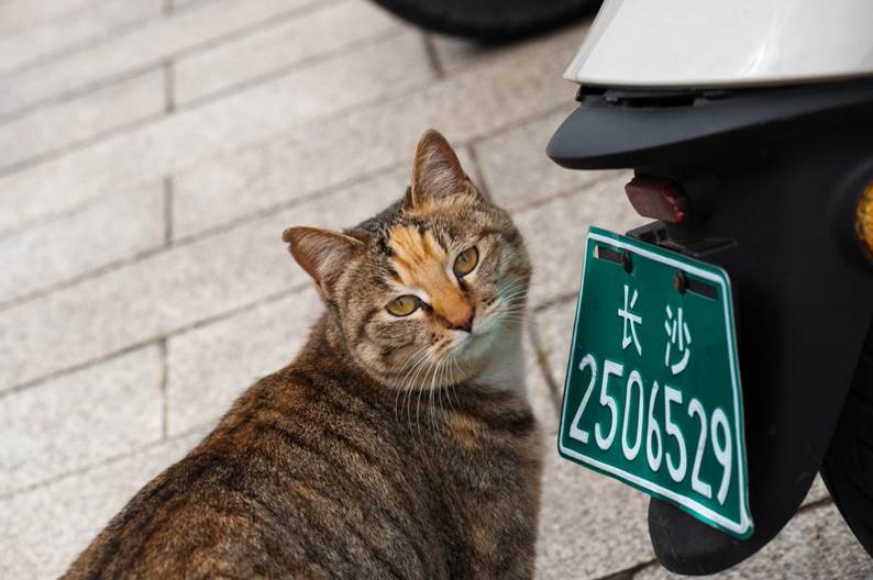 狸花猫